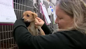 ברקע הידבקות טיגריסית בקורונה: חיות מחמד ננטשות ע"י בעליהן