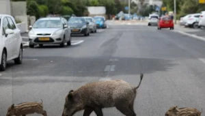 חיפה: הותקף על ידי חזיר בר בעת שטייל עם כלבו ונפצע בינוני