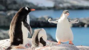 חפש באנטארטיקה: מה אתם יודעים על הקוטב הדרומי?