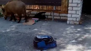 החזיר אכל את שיעורי הבית: כך השתלטה חיית הבר על ילקוט • צפו