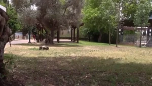 נתפס, נמלט – ונלכד שוב: תיעוד מעצר החשוד באונס ברמת השרון