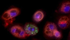 הכול כלול 02.08.20 התכנית המלאה - ד"ר שקר