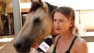 בסכנת סגירה? החווה בה מטפלים בסוסים שעברו התעללות