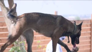 "מזהים את ההתקף לפני שמתרחש": הכלבים שמצילים את הלומי הקרב