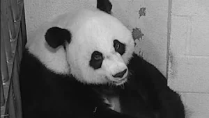 סיכוי של אחוז: מיי שיאנג, דובת הפנדה המבוגרת בארה"ב ילדה גור