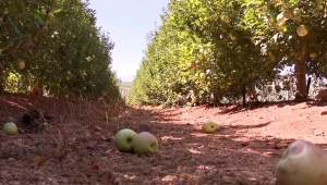 בדיקה מיוחדת: אילו חומרי הדברה יש בירקות ובפירות המיובאים?