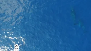 מאנטארקטיקה לחופי מוזמביק: הנדידה של הלוויתן גדול הסנפיר