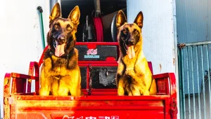 עמית ג'רבי, מאלף כלבים מקצועי עם טאץ' ייחודי