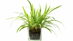 העציצים שאתם חייבים בבית: צמחים מטהרי אוויר ומנטרלי רעלים