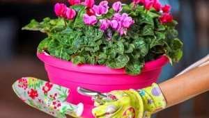 גן עדן לנפש - פינת קסם שלא הכרתם הכירו את המשתלה הצבעונית ביותר בארץ - משתלת בלבן