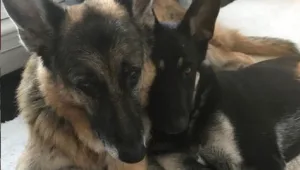 הכלב הראשון של אמריקה: לראשונה בבית הלבן – בע"ח שאומץ מעמותה