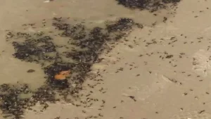 כמו סרט אימה: מיליוני נמלים מעופפות עקצו מתרחצים בחופי ישראל