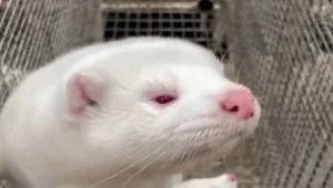 מוטציית קורונה התגלתה בחורפנים - האם ייצור השטריימלים ייפגע?