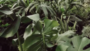 משתלות הכרמל - גן עדן חי וקיים במעלה ההר