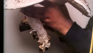 לאחר שאכלה פטרייה שקטפה ביער: בת 58 מאושפזת במצב קשה