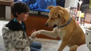 סוף טוב: חודשיים אחרי שחולץ בשידור חי - הכלב סטאר מצא בית חם