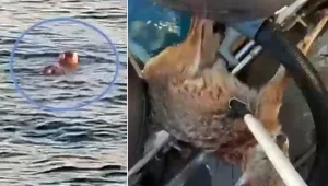 במרחק שני ק"מ מהחוף: תן חולץ מלב הים באפיסת כוחות • תיעוד