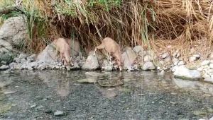 יומיים לתוך הסגר: בעלי החיים שוב משתלטים על הטבע