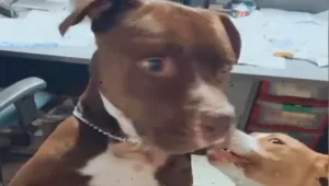 "צרחתי צרחות מוות": צעירה הותקפה ע"י פיטבול - ונזקקה לניתוח