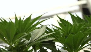 הקרב על הקנאביס: הרגולציה שחונקת את החברות המקומיות