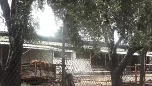 ההטרדה וההשתקה: תושב קיבוץ בצפון חשוד בפגיעה מינית ב-9 ילדים