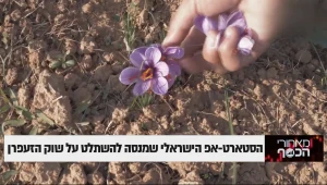 הסטארט-אפ הישראלי שמנסה להשתלט על שוק הזעפרן