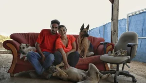 חינוך גורים, אילוף וטיפול התנהגותי לכלבים, כפר נופש לכלבים ופנסיון יום: הכירו את "עמק הכלבים"