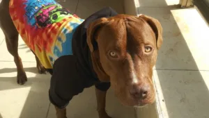 גיבור על ארבע: כך הציל הכלב צ'אק את בני הזוג מרמת גן משריפה