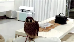 הפתעה: בז פצוע ונדיר ממדינות המפרץ - נחת בסלון ברמלה