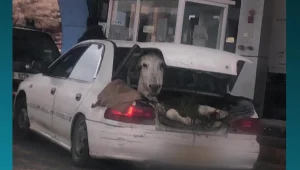 שרון מנהלת מ"מ עיקש עם גנבים מהשטחים - לשחרורו של חמור