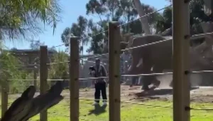 אב ובתו נקלעו לתוך מתחם פילים בגן החיות ונמלטו בבהלה