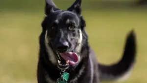 כלבו של נשיא ארה"ב תקף בפעם השנייה בתוך חודש עובד בבית הלבן