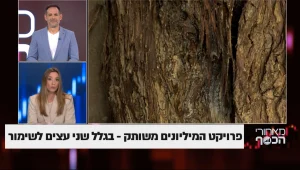 פרויקט המיליונים משותק – בגלל שני עצים לשימור