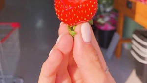 תנובת העץ - איכות, מבחר, טריות ושירות הכי אישי שיש!