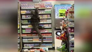 גודזילה , גרסת המציאות: לטאת ענק פשטה על חנות בתאילנד