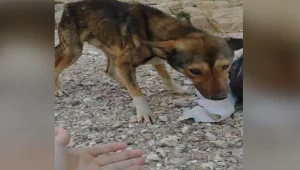 הכלב "חופש" ננטש בלב המדבר - וחולץ במבצע מורכב