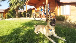 חופשה על ארבע: רשת מטיילים תשמח לארח את הכלב שלכם