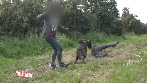 "הכלבים של מיכל": כלבי הגנה לנשים המאוימות ע"י בני זוגן
