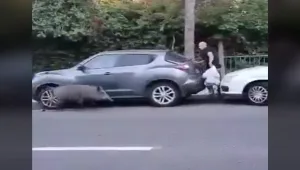 חיפה: צעיר החזיק שקית בשר - חזיר הבר פתח אחריו במרדף • תיעוד