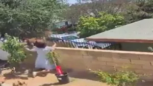 בידיים חשופות: הדפה דובה שטיפסה על גדר ביתה • תיעוד