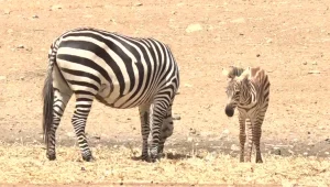 בייבי בום בספארי: אחרי הקרנפון - זברה חדשה נולדה