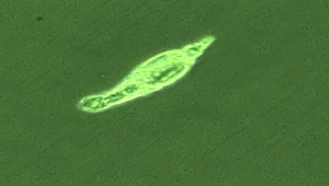 אחרי 24 אלף שנה בקרח - תולעת קפואה הוחזרה לחיים