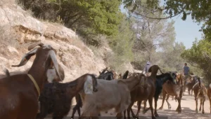 50 שנים אחרי שהוקמה: למה המדינה סוגרת את החווה של שי זלצר?