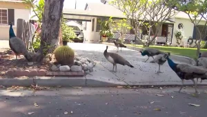 תושבי עיירה בקליפורניה התעוררו בוקר אחד למאות טווסים ברחובות