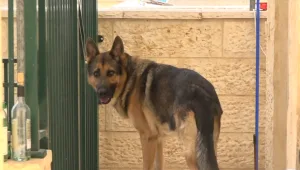 הכלב הנובח - והסכסוך בבניין: "התלוננו וקיבלנו איומי רצח"