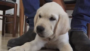 "איתה אני יכולה לכבוש את העולם": החיים לצד כלבי הנחייה