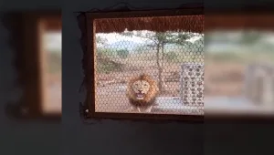 החיים בגוב האריות: תושב דרום אפריקה התעורר לבוקר מבהיל