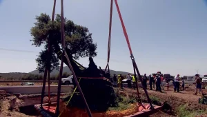 "ישו ישב תחת העץ": שני עצי הזית שמנעו את השיפוץ של כביש 85