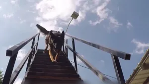 שוטר מצטיין שהקדיש את חייו לכלבים נפטר בגיל 32: "חיבור אחר"