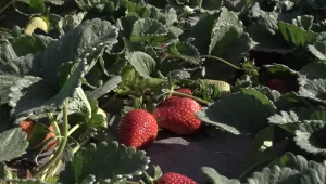 שדה חכם: החברה שהופכת את המטעים בישראל למפעל ייצור מזון